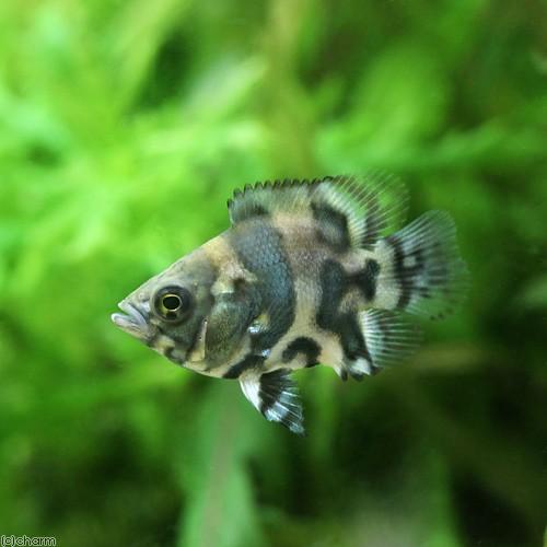 熱帯魚 バルーンタイガー オスカー １匹 北海道 九州 沖縄航空便要保温 Majesticxpress Com