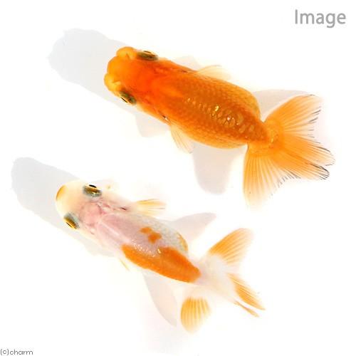 【046】金魚のチャーム／金魚掬い／ランチュウ チャーム（charm） （国産金魚）協会系らんちゅう 6〜9cm（3匹