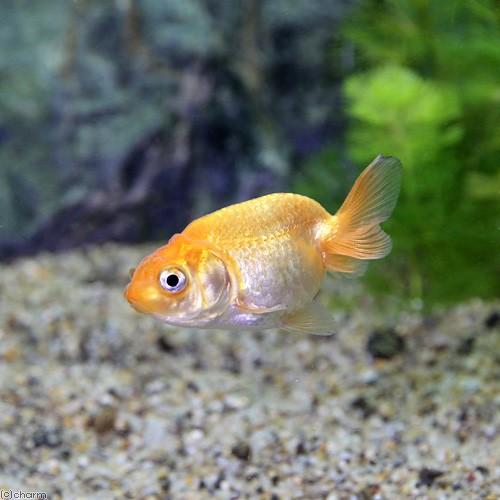 チャーム（charm） （国産金魚）協会系らんちゅう 6〜9cm（3匹