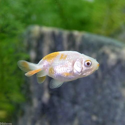 チャーム（charm） （国産金魚）協会系らんちゅう 6〜9cm（3匹