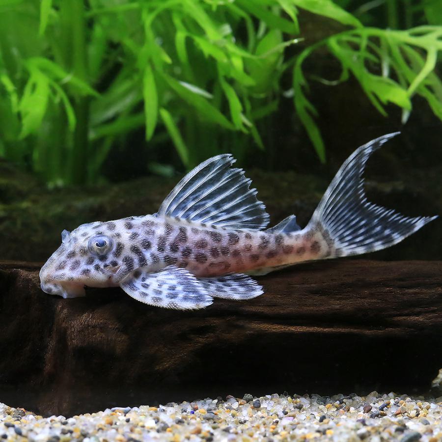熱帯魚）キングダップルド・ペコルティア L−400（ブリード）（1