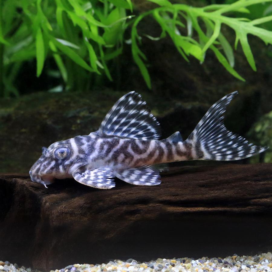 熱帯魚）キングダップルド・ペコルティア L−400（ブリード）（1