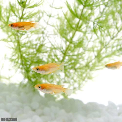 めだか 楊貴妃ダルマメダカ 初恋めだか １０匹 沖縄別途送料 メダカ Www Luzearteiluminacao Com Br