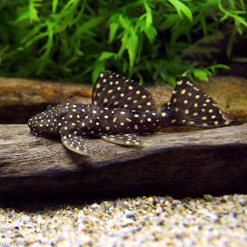 熱帯魚）ドラゴンスター・クラウンプレコ L−029（ワイルド）（1 