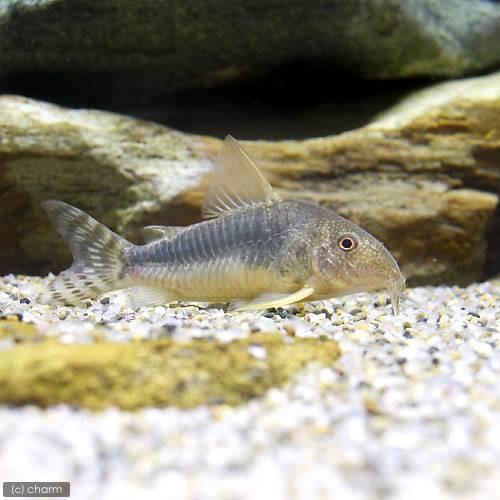 熱帯魚 コリドラス ゴッセイ ワイルド 北海道航空便要保温 沖縄別途送料15 900円 ３匹 メーカー再生品 ゴッセイ