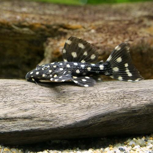 （熱帯魚）ムスタング・トリム　Ｓサイズ（ワイルド）（１匹）　沖縄別途送料　北海道・九州航空便要保温