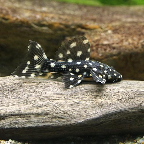 （熱帯魚）ムスタング・トリム　Ｓサイズ（ワイルド）（１匹）　沖縄別途送料　北海道・九州航空便要保温 