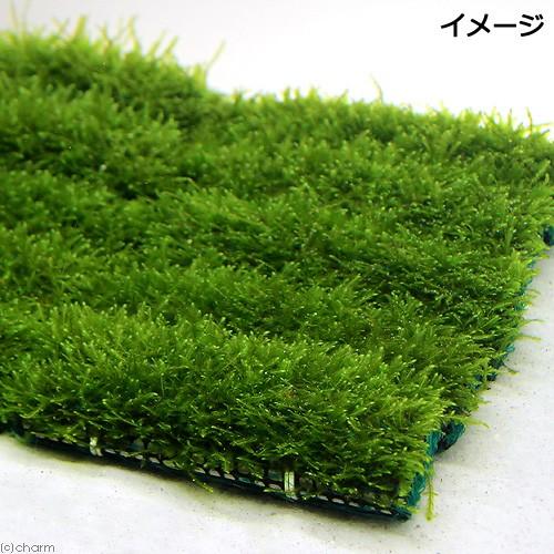 （水草）育成済　ウィローモス　マット（１個）　１０ｃｍ×５ｃｍ　国産無農薬　前景草　置くだけ　小型水槽　アクアリウム　簡単レイアウト　入門種｜chanet｜02