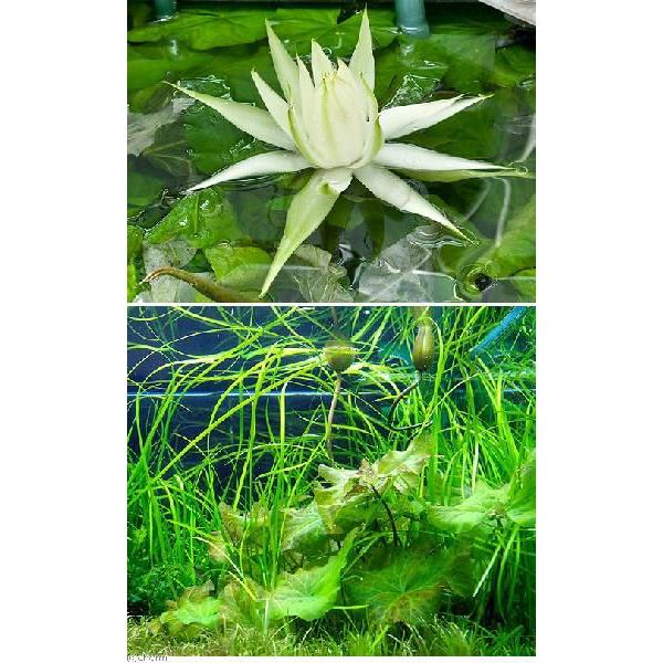 宅配便配送 球根 タイニムファ チャーム 店 無農薬 新芽あり １個 水草 Charm 水草