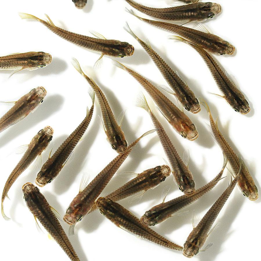 公式の めだか 黒メダカ ２００匹 沖縄別途送料 超人気 Www Aqtsolutions Com