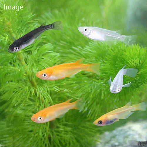 人気ショップが最安値挑戦 めだか メダカミックス ５０匹 新品 Www Sei Ba Gov Br