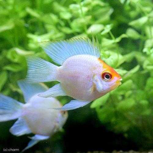 熱帯魚 ゴールデンバルーンブルーダイヤモンド お買得 ラミレジィ ３匹 北海道航空便要保温