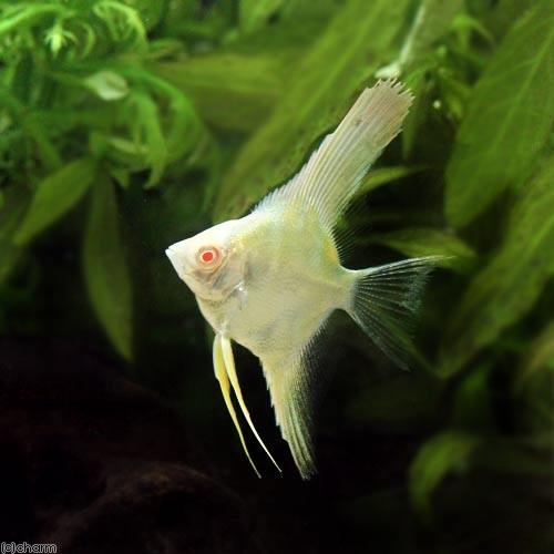 チャーム（charm） （入荷未定）（熱帯魚）アルビノスカラレ・エンゼル 