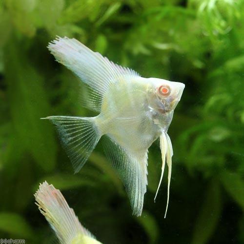 アルビノスカラレエンゼルフィッシュなど6匹 チャーム（charm） （入荷未定）（熱帯魚）アルビノスカラレ・エンゼル