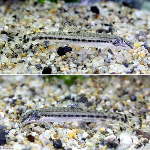 激安大特価 淡水魚 サンヨウコガタスジシマドジョウ ｓサイズ ５匹 Riosmauricio Com