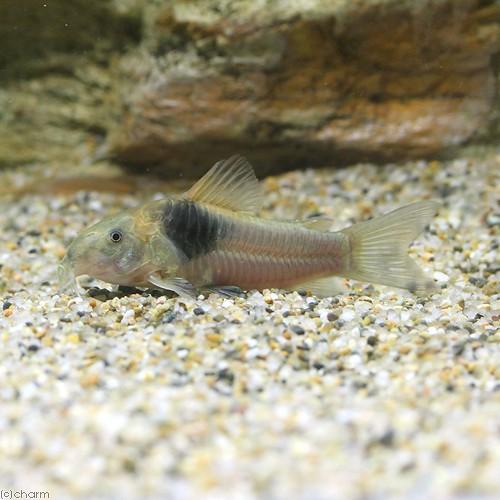 （熱帯魚）コリドラスｓｐ．テニエンテ（ワイルド）（１匹）　北海道航空便要保温