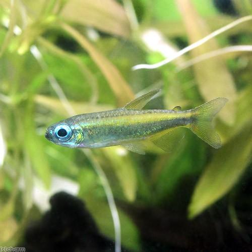 最も優遇 熱帯魚 ゴールデンコンゴテトラ ３匹 沖縄別途送料 北海道 九州航空便要保温 送料込 Www Shandilyaz Com