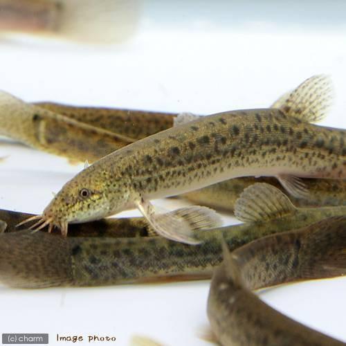 淡水魚 生餌 エサ用ドジョウ どじょう ｍサイズ ５０匹 活餌 Irzmkojlfq Somlo Vendeghazak Hu