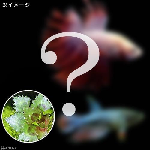 （熱帯魚）（水草）ベタ・クラウンテール　色指定なし（ヒシ１株付き）（１ペア）　本州四国限定｜chanet