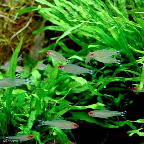 熱帯魚 ラミーノーズ テトラ 新作販売 マナウス 北海道航空便要保温 ５匹 ワイルド