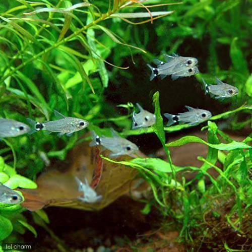 （熱帯魚）コリドラス・ハステータス（ワイルド）（２０匹）　北海道航空便要保温　沖縄別途送料