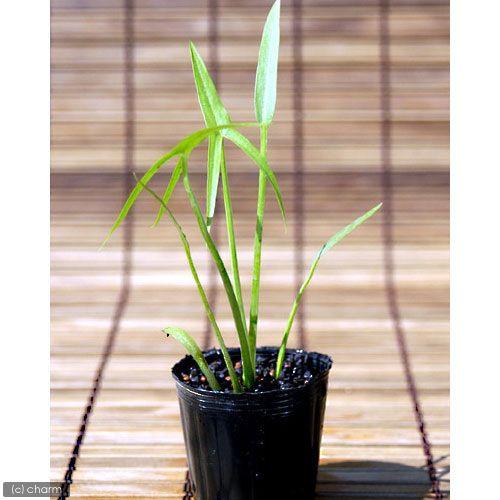 （ビオトープ）水生植物　オモダカ（ハナグワイ）（１ポット）　抽水植物 | チャーム（ペット）