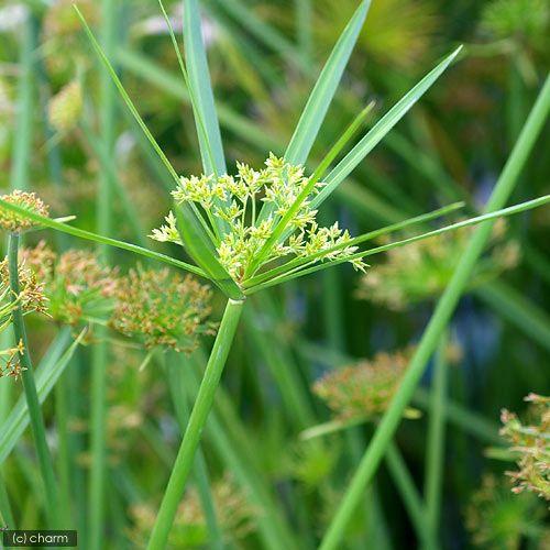 （ビオトープ）水生植物　シュロガヤツリ（１ポット）　湿生植物（Yahoo!・チャーム charm ヤフー店）