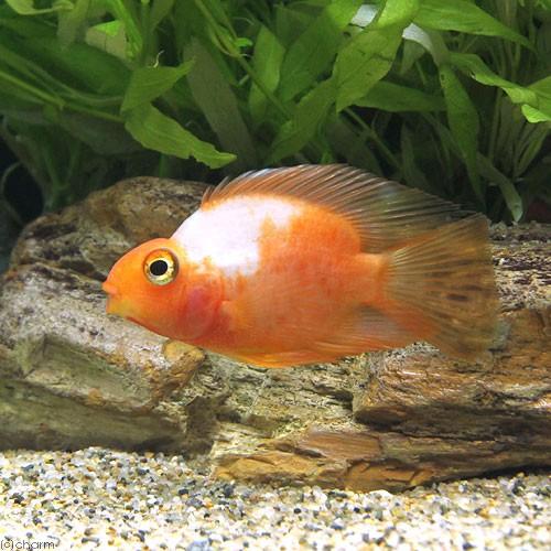 ユニークな 熱帯魚 サラサパロットファイヤー Charm Paypayモール店 通販 Paypayモール ｓサイズ ３