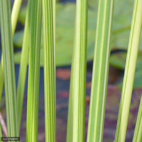（ビオトープ）水生植物　タテジマフトイ（１ポット）　抽水植物（Yahoo!・チャーム charm ヤフー店）