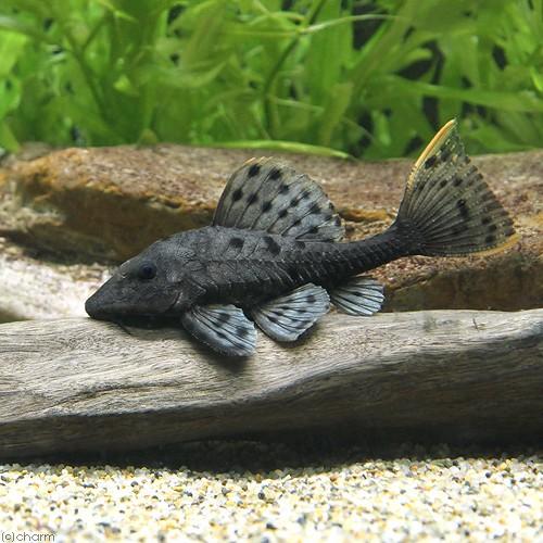 （熱帯魚）オレンジフィンアーマード・プレコ　約１８〜２０ｃｍ（ワイルド）（１匹）　北海道航空便要保温