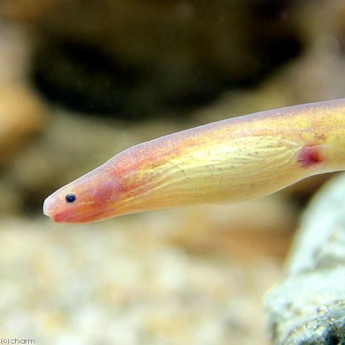 熱帯魚 ピンクイール １匹 九州 定番の冬ギフト 北海道 沖縄航空便要保温