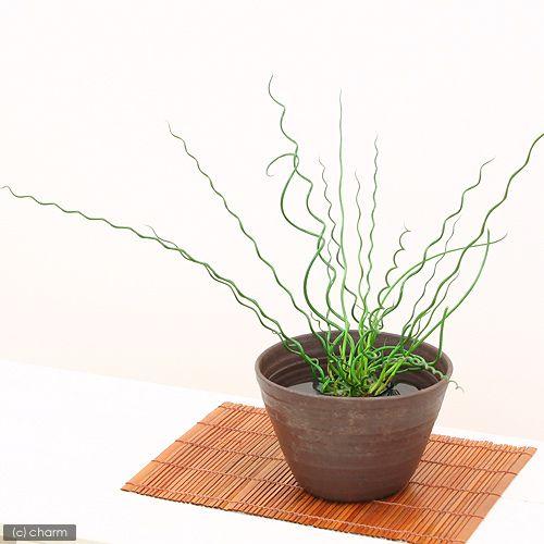 （ビオトープ）水生植物　ラセンイ（１ポット）　湿生植物（Yahoo!・チャーム charm ヤフー店）