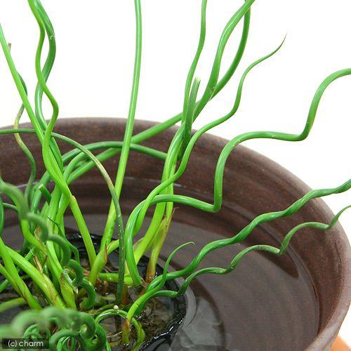 （ビオトープ）水生植物　ラセンイ（１ポット）　湿生植物 | チャーム（ペット） | 01