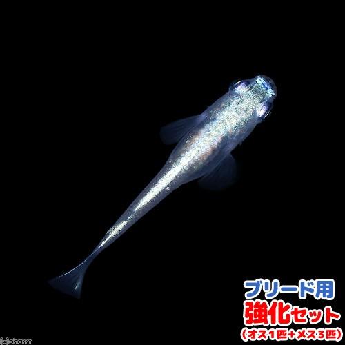 めだか 幹之メダカ 価格交渉ok送料無料 鉄仮面 みゆきめだか ブリード用 強化セット １セット メス３匹 オス１匹