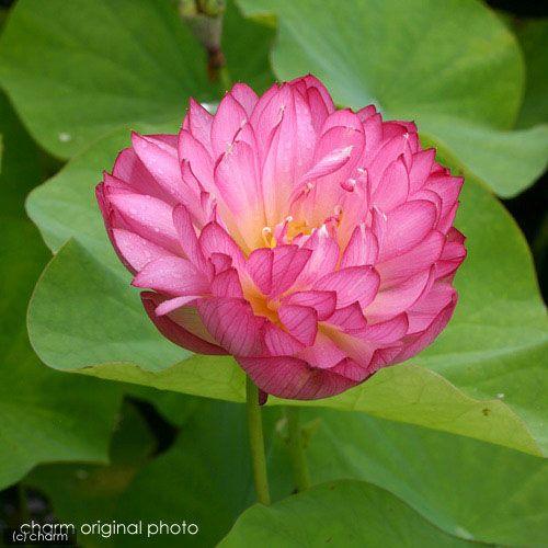 チャーム（charm） （ビオトープ）蓮 ハス（桃） 八重茶碗蓮