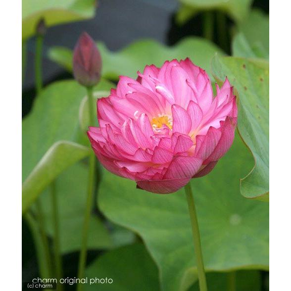チャーム（charm） （ビオトープ）蓮 ハス（ピンク） 八重茶碗蓮