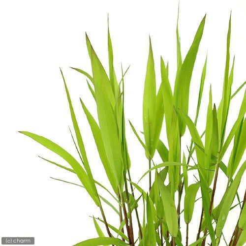 （ビオトープ）水生植物　ツルヨシ（１ポット）　湿生植物（Yahoo!・チャーム charm ヤフー店）