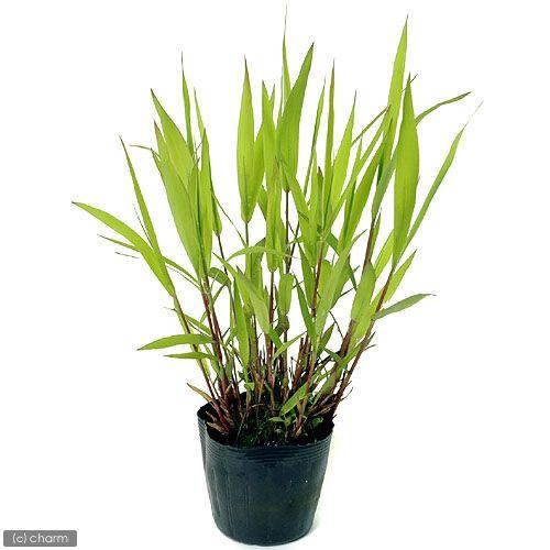 （ビオトープ）水生植物　ツルヨシ（１ポット）　湿生植物 | チャーム（ペット） | 01
