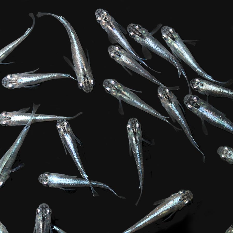 めだか ビオトープ メダカの冬眠セット 幹之メダカ付き ４匹 本州四国限定 チャーム Charm ヤフー店 通販 Yahoo ショッピング