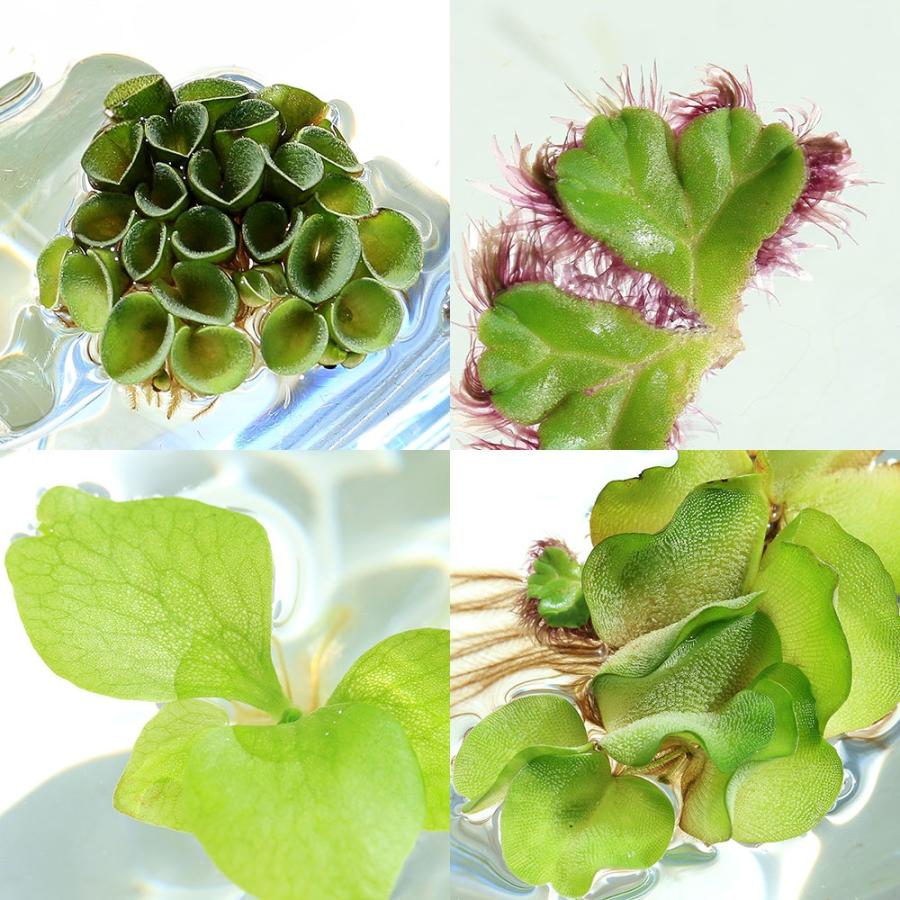 チャーム（charm） （水草）4種 おまかせ浮き草セット（無農薬）（各