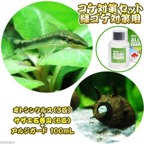 熱帯魚 コケ対策セット 緑ゴケ対策用 オトシンクルス サザエ石巻貝 バイコムアルジガード１００ｍｌ 本州四国限定 北海道 九州航空便要保温 チャーム Charm Paypayモール店 通販 Paypayモール