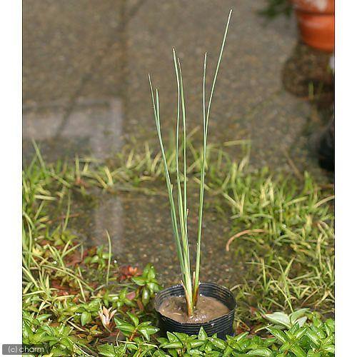 ビオトープ 水辺植物 ゴクヒメガマ １ポット 抽水植物 休眠株