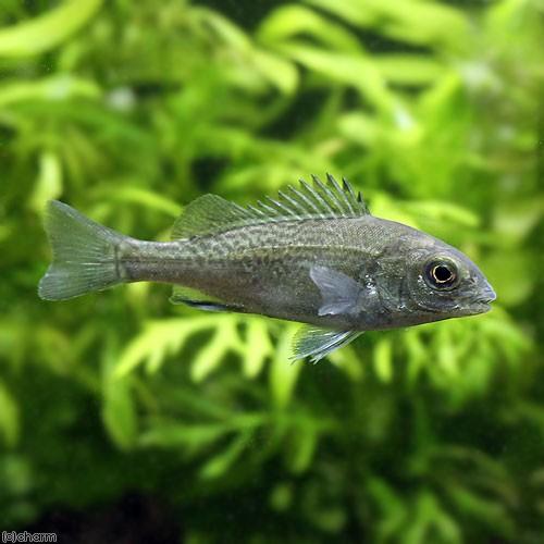 熱帯魚）オーストラリアン・シルバーパーチ Sサイズ（1匹） 北海道