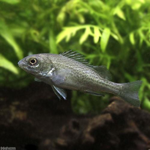 熱帯魚）オーストラリアン・シルバーパーチ Sサイズ（1匹） 北海道
