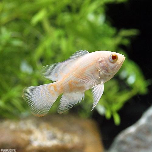 完全送料無料 熱帯魚 ロングフィン アルビノタイガーオスカー １匹 北海道 九州 沖縄航空便要保温