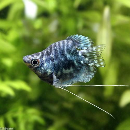 熱帯魚 バルーンマーブル グラミー １匹 北海道 九州航空便要保温 Perpus Poltekeskupang Ac Id