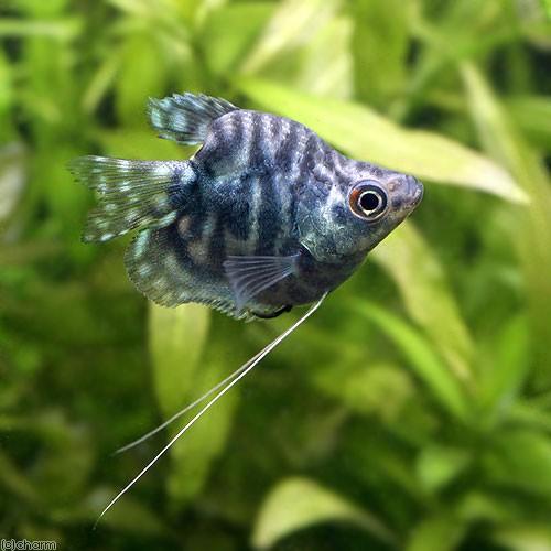 熱帯魚 バルーンマーブル グラミー １匹 九州航空便要保温 毎日続々入荷 北海道