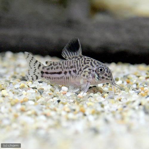 熱帯魚 水草 ビギナースタートセット ネオンテトラ １０匹 コリドラス トリリネアータス ブリード １匹 北海道 九州航空便要保温 チャーム Charm Paypayモール店 通販 Paypayモール