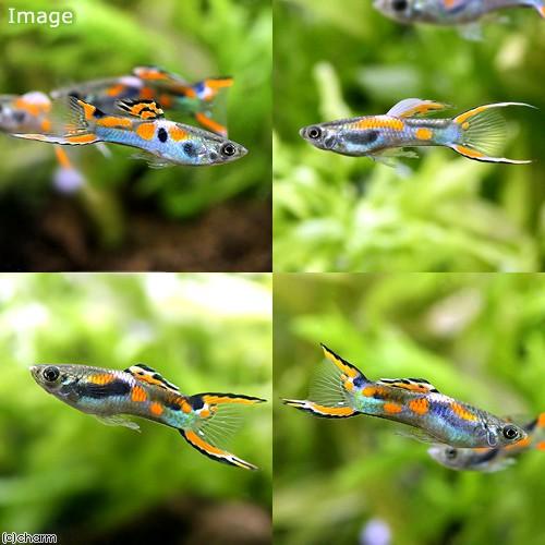 熱帯魚 エンドラーズ グッピー オス 外国産 １匹 北海道 九州航空便要保温 チャーム Charm Paypayモール店 通販 Paypayモール