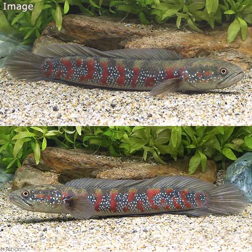熱帯魚）コウタイ スーパーレッドタイガー（1匹） 北海道・九州航空便